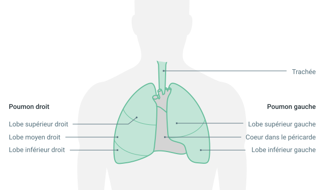 schema poumon