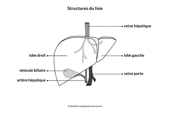 schema cancer du foie