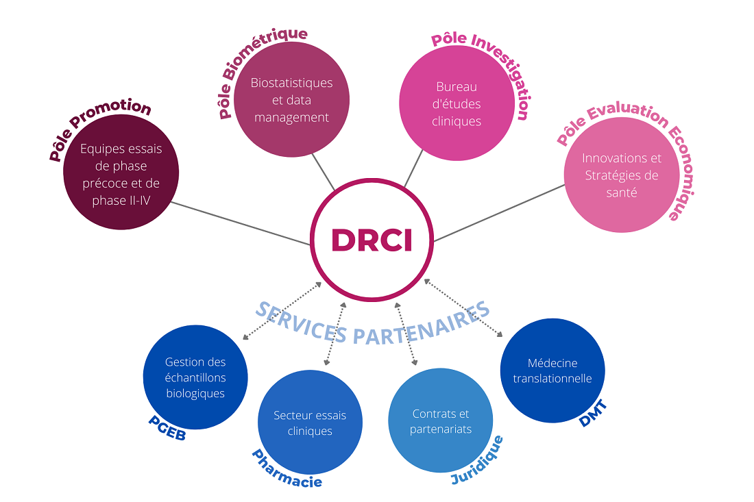 organigramme drci