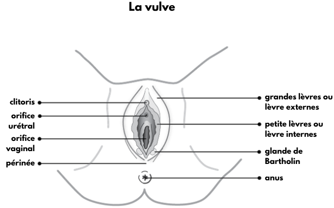 Schéma de la vulve
