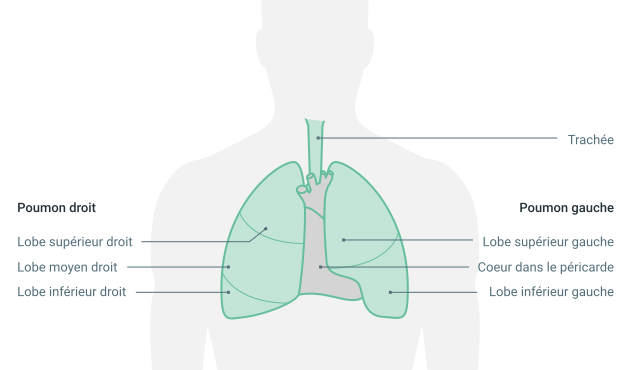 Cancer du poumon - bronchiques | Centre Léon Bérard Lyon