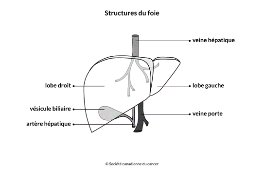 Cancer du foie - Hépatocarcinome - Tumeur au foie | Centre Léon ...