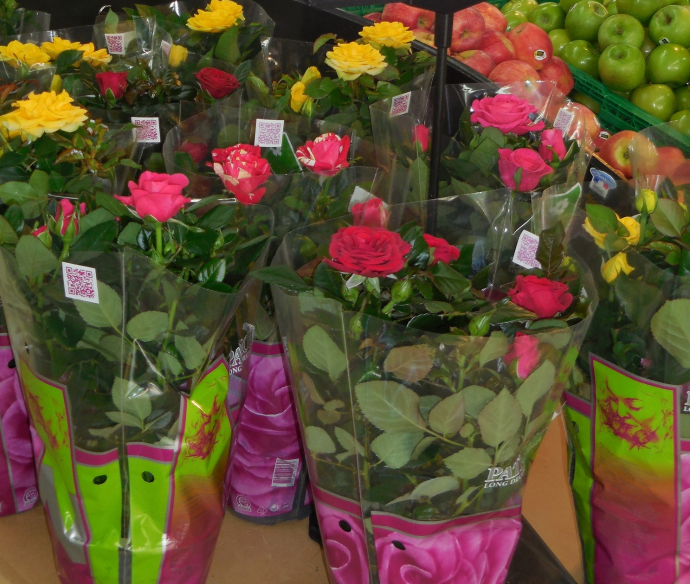 Rosiers Tous unis contre le cancer