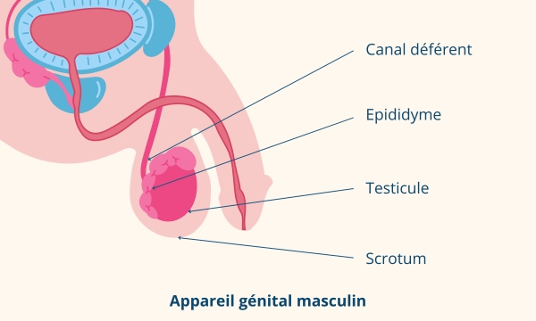 schéma testicules